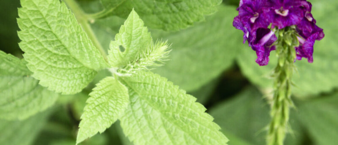 Close-up of nettle leaves with serrated edges and textured surface.