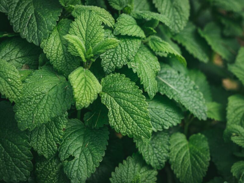 Close-up of fresh green lemon balm leaves with detailed textures.